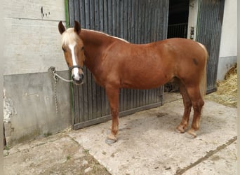 Kasztanowaty koń szwarcwaldzki, Wałach, 5 lat, 155 cm, Ciemnokasztanowata