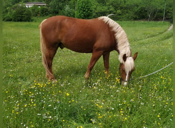 Kasztanowaty koń szwarcwaldzki, Wałach, 5 lat, 155 cm, Ciemnokasztanowata