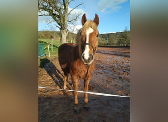 Kasztanowaty koń szwarcwaldzki, Wałach, 5 lat, 155 cm, Ciemnokasztanowata