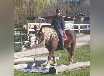 Kasztanowaty koń szwarcwaldzki, Wałach, 6 lat, 152 cm, Ciemnokasztanowata