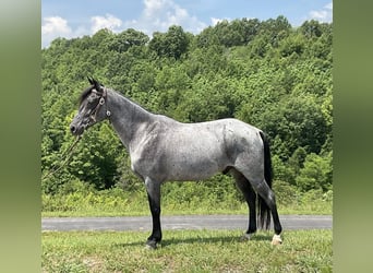 Kentucky Mountain Saddle Horse, Caballo castrado, 10 años, 142 cm, Ruano azulado