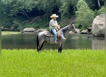 Kentucky Mountain Saddle Horse, Caballo castrado, 10 años, 142 cm, Ruano azulado