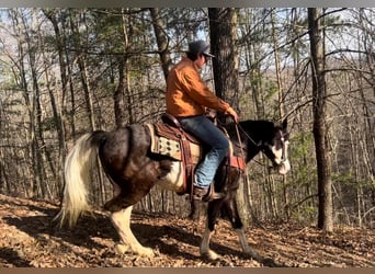 Kentucky Mountain Saddle Horse, Caballo castrado, 10 años, 147 cm, Tobiano-todas las-capas