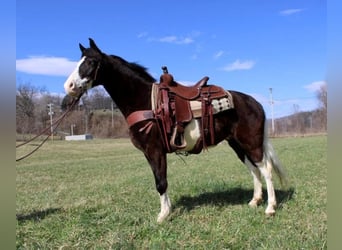 Kentucky Mountain Saddle Horse, Caballo castrado, 10 años, 147 cm, Tobiano-todas las-capas