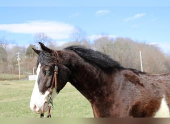 Kentucky Mountain Saddle Horse, Caballo castrado, 10 años, 147 cm, Tobiano-todas las-capas