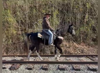 Kentucky Mountain Saddle Horse, Caballo castrado, 10 años, 152 cm, Negro