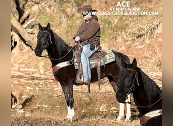 Kentucky Mountain Saddle Horse, Caballo castrado, 10 años, 152 cm, Negro