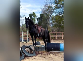 Kentucky Mountain Saddle Horse, Caballo castrado, 10 años, 152 cm, Negro