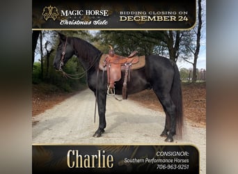 Kentucky Mountain Saddle Horse, Caballo castrado, 10 años, 152 cm, Negro