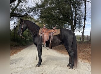 Kentucky Mountain Saddle Horse, Caballo castrado, 10 años, 152 cm, Negro