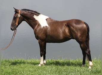 Kentucky Mountain Saddle Horse, Caballo castrado, 10 años, 152 cm, Tobiano-todas las-capas