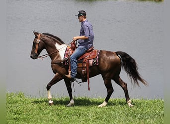 Kentucky Mountain Saddle Horse, Caballo castrado, 10 años, 152 cm, Tobiano-todas las-capas