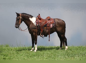 Kentucky Mountain Saddle Horse, Caballo castrado, 10 años, 152 cm, Tobiano-todas las-capas