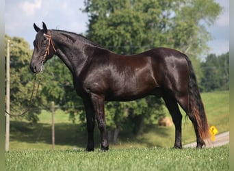 Kentucky Mountain Saddle Horse, Caballo castrado, 10 años, 155 cm, Negro