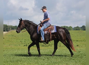 Kentucky Mountain Saddle Horse, Caballo castrado, 10 años, 155 cm, Negro