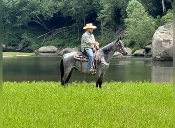 Kentucky Mountain Saddle Horse, Caballo castrado, 11 años, 142 cm, Ruano azulado