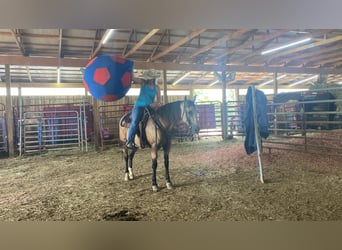 Kentucky Mountain Saddle Horse, Caballo castrado, 11 años, 152 cm, Buckskin/Bayo
