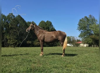 Kentucky Mountain Saddle Horse, Caballo castrado, 11 años, 152 cm, Castaño