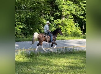 Kentucky Mountain Saddle Horse, Caballo castrado, 11 años, 152 cm, Castaño rojizo