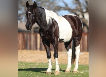 Kentucky Mountain Saddle Horse, Caballo castrado, 11 años, 163 cm, Pío