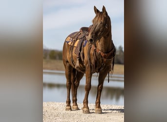 Kentucky Mountain Saddle Horse, Caballo castrado, 11 años, Castaño