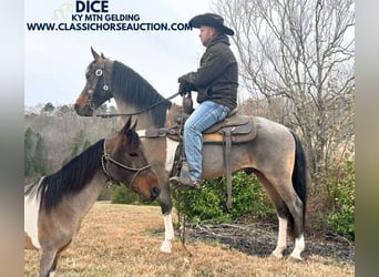 Kentucky Mountain Saddle Horse, Caballo castrado, 12 años, 142 cm, Castaño rojizo