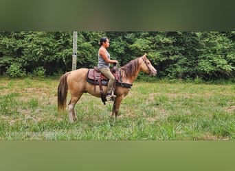 Kentucky Mountain Saddle Horse, Caballo castrado, 12 años, 142 cm, Champán