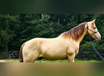 Kentucky Mountain Saddle Horse, Caballo castrado, 12 años, 142 cm, Champán