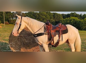 Kentucky Mountain Saddle Horse, Caballo castrado, 12 años, 142 cm, Cremello