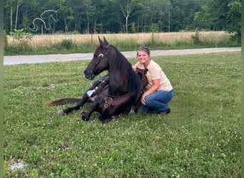 Kentucky Mountain Saddle Horse, Caballo castrado, 12 años, 142 cm, Negro