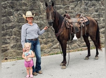 Kentucky Mountain Saddle Horse, Caballo castrado, 12 años, 142 cm, Negro