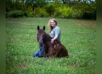 Kentucky Mountain Saddle Horse, Caballo castrado, 12 años, 142 cm, Negro