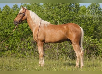 Kentucky Mountain Saddle Horse, Caballo castrado, 12 años, 142 cm, Palomino