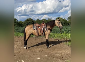 Kentucky Mountain Saddle Horse, Caballo castrado, 12 años, 152 cm, Buckskin/Bayo