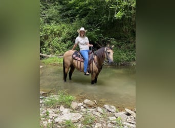 Kentucky Mountain Saddle Horse, Caballo castrado, 12 años, 152 cm, Buckskin/Bayo