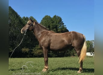 Kentucky Mountain Saddle Horse, Caballo castrado, 12 años, 152 cm, Castaño