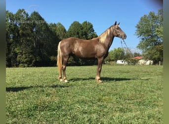 Kentucky Mountain Saddle Horse, Caballo castrado, 12 años, 152 cm, Castaño