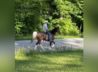 Kentucky Mountain Saddle Horse, Caballo castrado, 12 años, 152 cm, Castaño rojizo