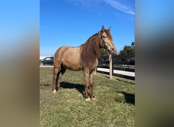 Kentucky Mountain Saddle Horse, Caballo castrado, 12 años, 152 cm, Champán