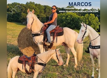 Kentucky Mountain Saddle Horse, Caballo castrado, 13 años, 142 cm, Cremello