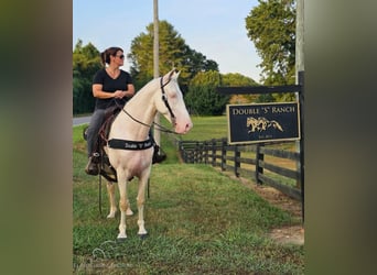 Kentucky Mountain Saddle Horse, Caballo castrado, 13 años, 142 cm, Cremello