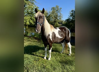Kentucky Mountain Saddle Horse, Caballo castrado, 13 años, Pío
