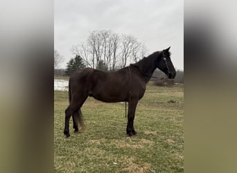 Kentucky Mountain Saddle Horse, Caballo castrado, 14 años, 152 cm, Negro