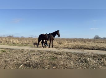 Kentucky Mountain Saddle Horse, Caballo castrado, 14 años, 152 cm, Negro