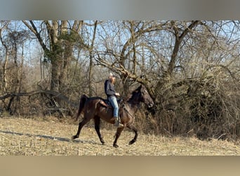Kentucky Mountain Saddle Horse, Caballo castrado, 14 años, 152 cm, Negro