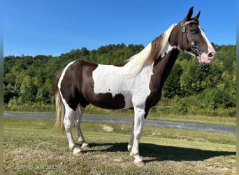 Kentucky Mountain Saddle Horse, Caballo castrado, 14 años, 152 cm, Tobiano-todas las-capas