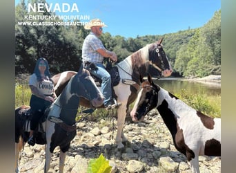 Kentucky Mountain Saddle Horse, Caballo castrado, 14 años, 152 cm, Tobiano-todas las-capas