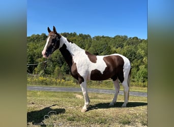 Kentucky Mountain Saddle Horse, Caballo castrado, 14 años, 152 cm, Tobiano-todas las-capas