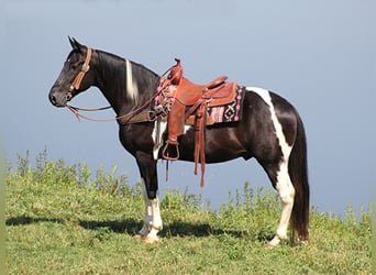 Kentucky Mountain Saddle Horse, Caballo castrado, 14 años, 157 cm, Tobiano-todas las-capas