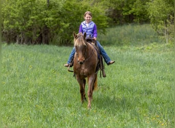 Kentucky Mountain Saddle Horse, Caballo castrado, 14 años, 160 cm, Castaño